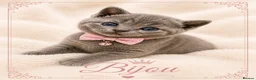 British Shorthair cats for sale: 💙Blue point BSH Kitten-Premium Quality 💙 - Advert 6