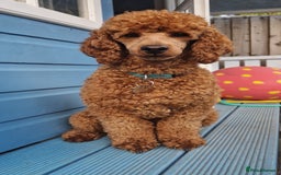 Miniature Poodle dogs for stud: ✅️DNA Test Red KC Miniature Poodle Stud Manchester in Manchester - Image 2