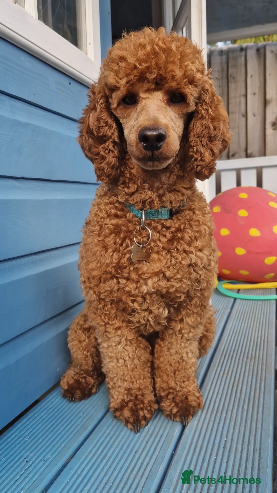 Miniature Poodle dogs for stud: ✅️DNA Test Red KC Miniature Poodle Stud Manchester in Manchester - Advert 2