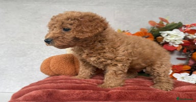 Cockapoo dogs - Advert 13
