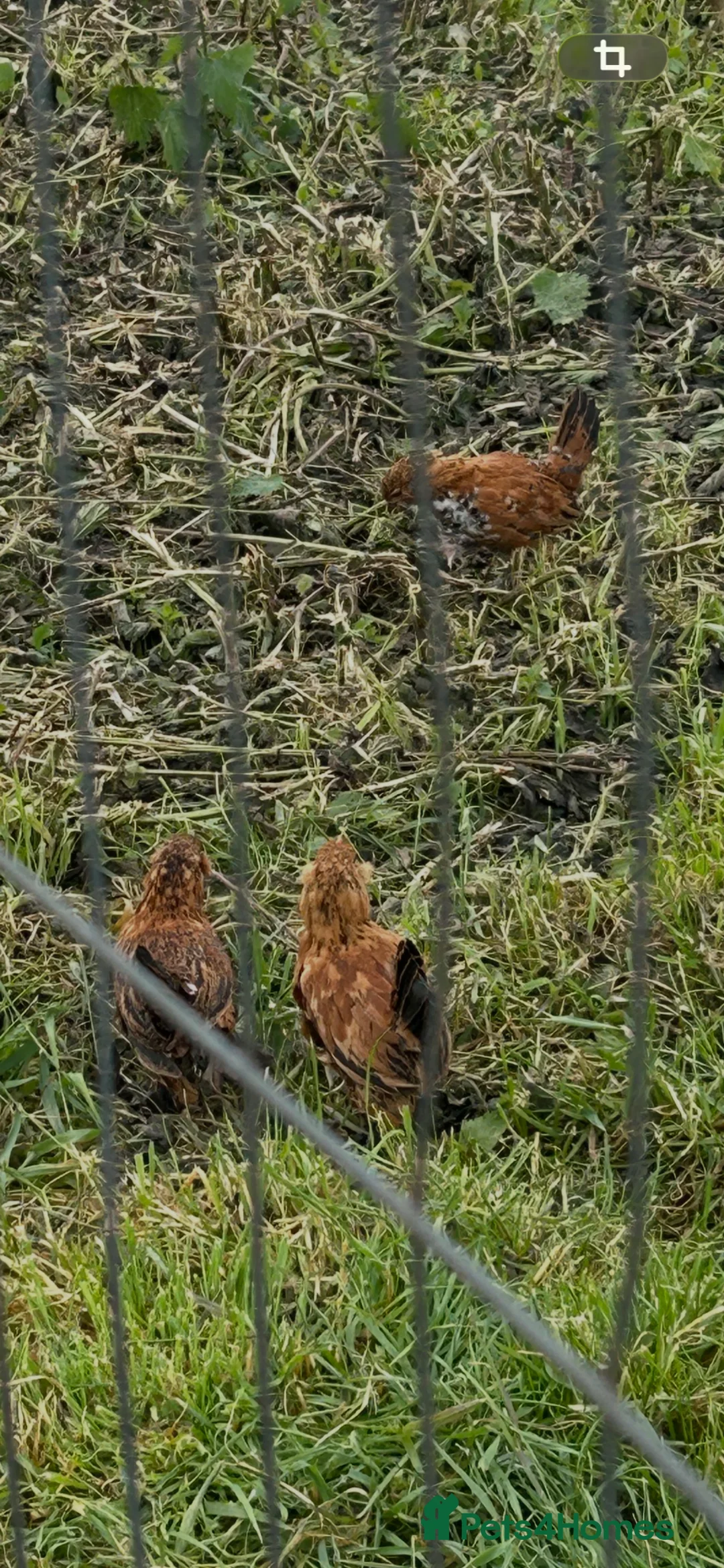 Chickens poultry for sale: MILLIE FLUER BARBU DUCCLE  - Advert 1