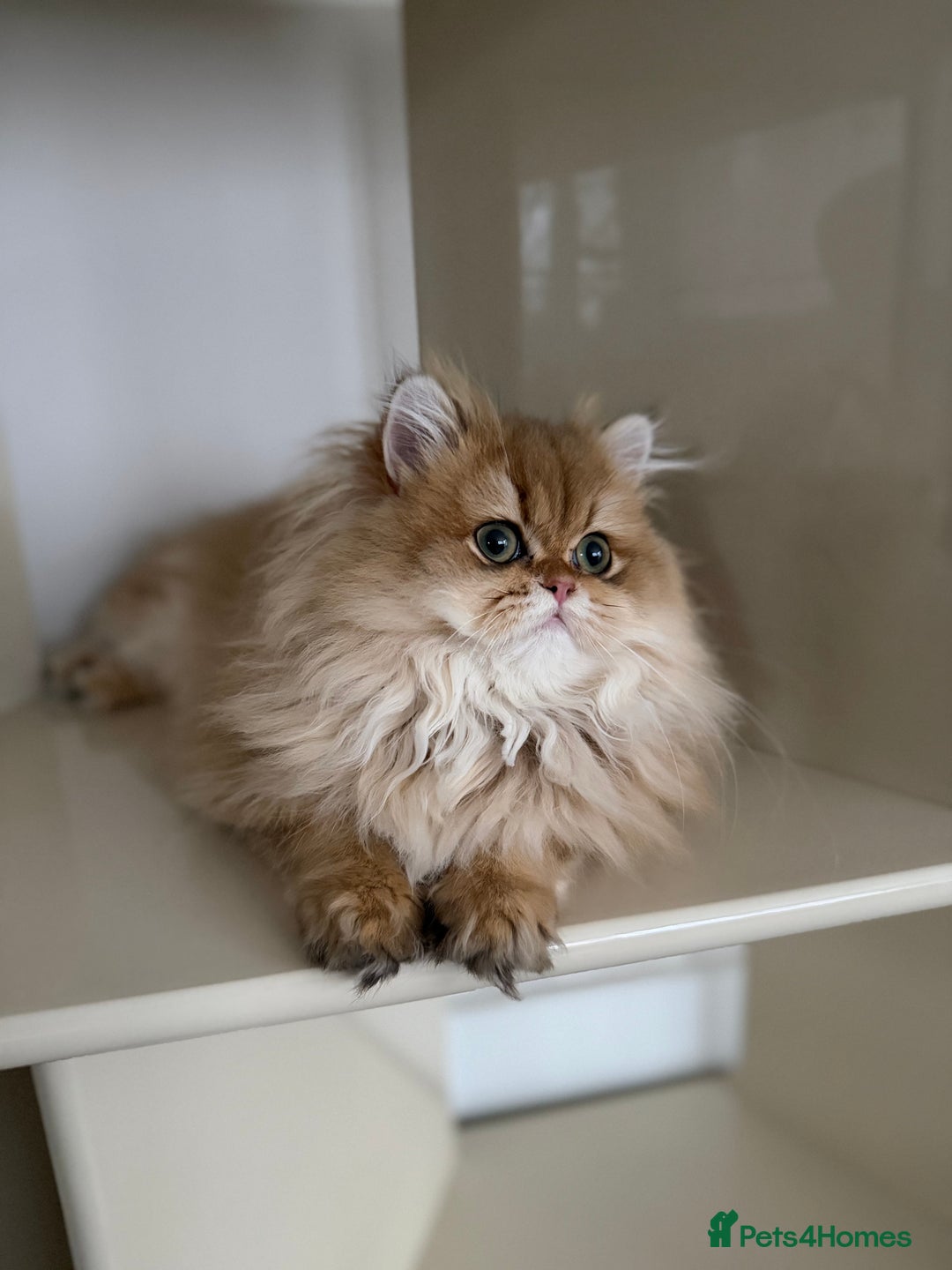 British Longhair cats for sale: Amazing British Longhair Golden kitten - Advert 14