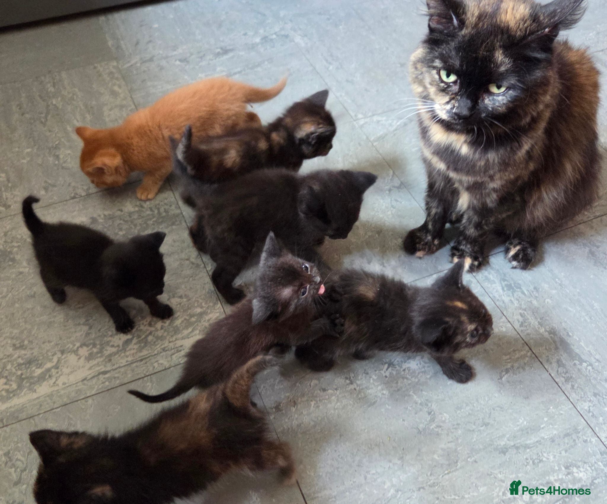 Mixed Breed cats Beautiful Fluffy Kittens Looking for Forever homes - Advert 1