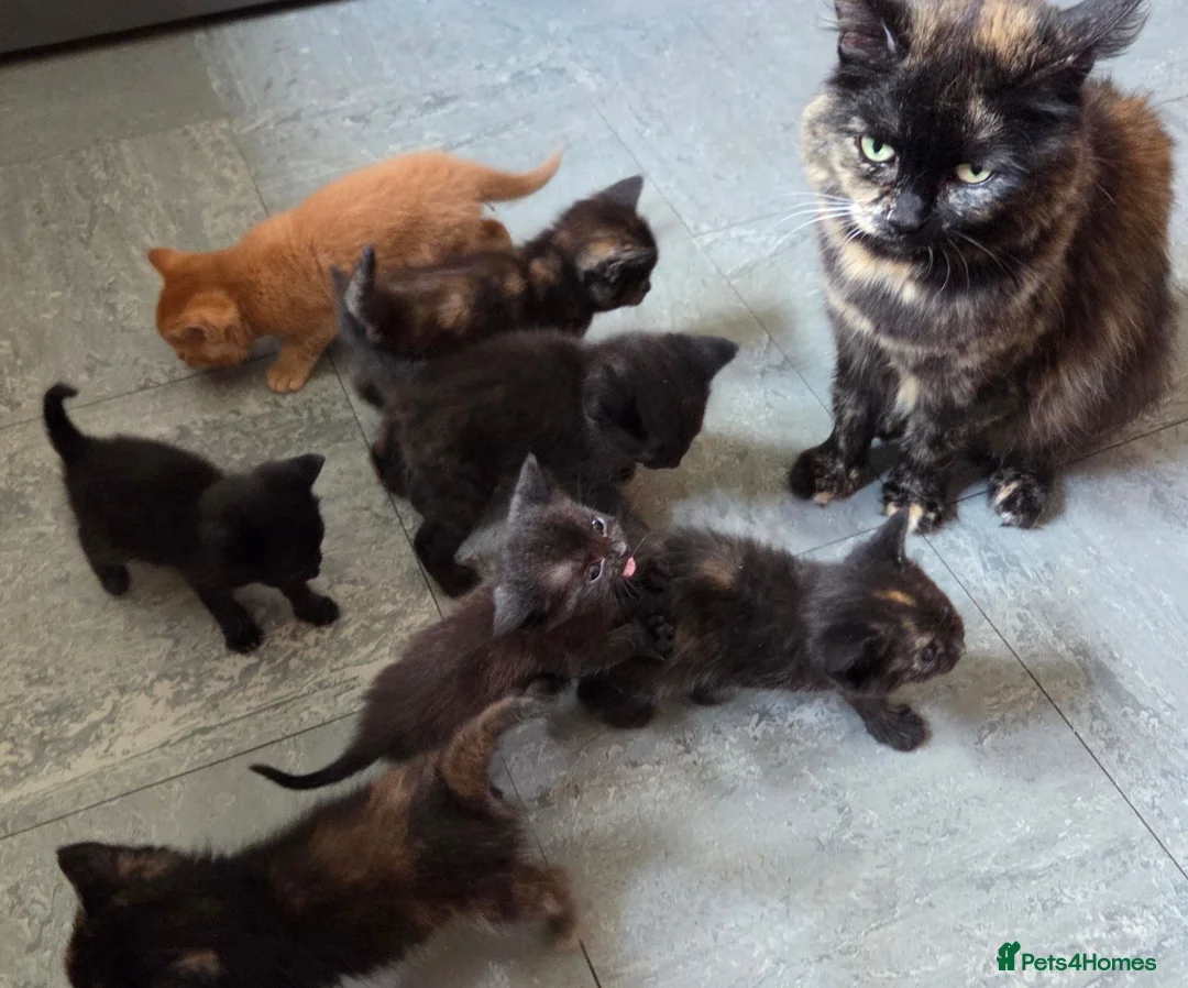Mixed Breed cats for sale: Beautiful Fluffy Kittens Looking for Forever homes - Advert 1