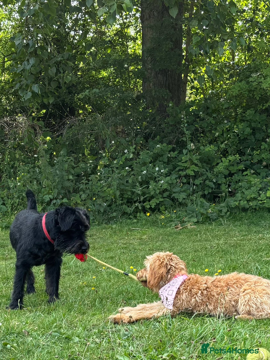 Cockapoo dogs for sale: Cockapoo - Advert 6