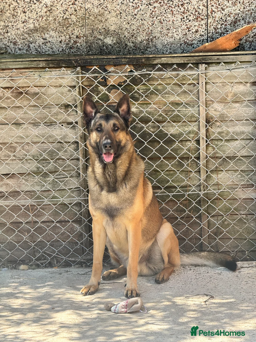 German Shepherd dogs for stud: PROVEN BIG BONED GERMAN SHEPHERD FOR STUD  in Romford - Advert 1