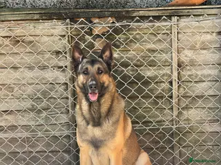 German Shepherd dogs PROVEN BIG BONED GERMAN SHEPHERD FOR STUD in Romford - Advert 10