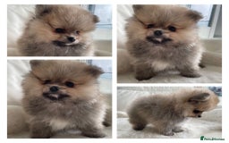 Pomeranian dogs for sale: READY NOW OUTSTANDING KC FEMALE AVALIBLE - Image 10
