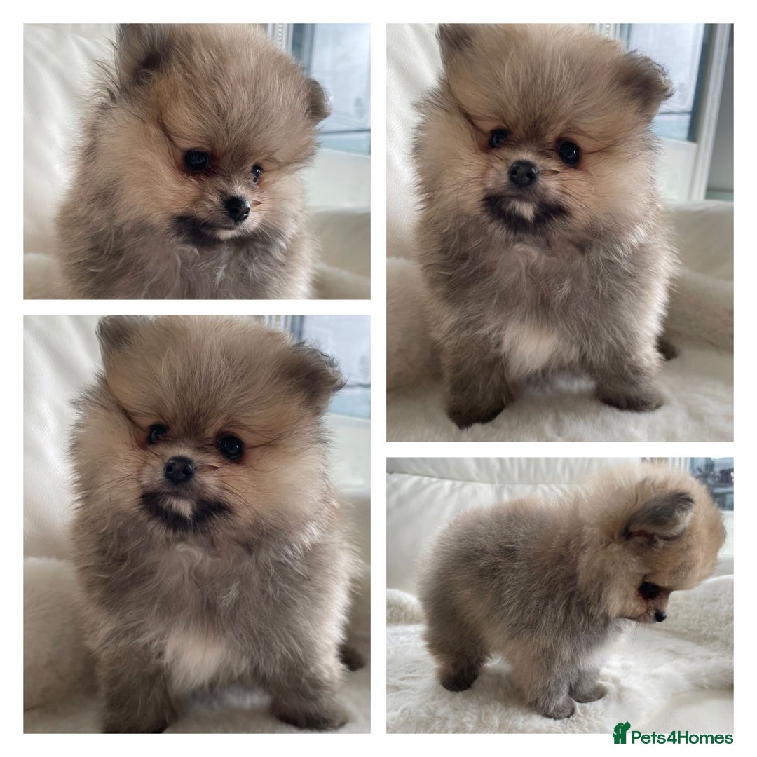 Pomeranian dogs for sale: READY NOW OUTSTANDING KC FEMALE AVALIBLE - Image 10