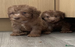 Bedlington Terrier dogs for sale: Bedlington terrier puppies  - Image 4