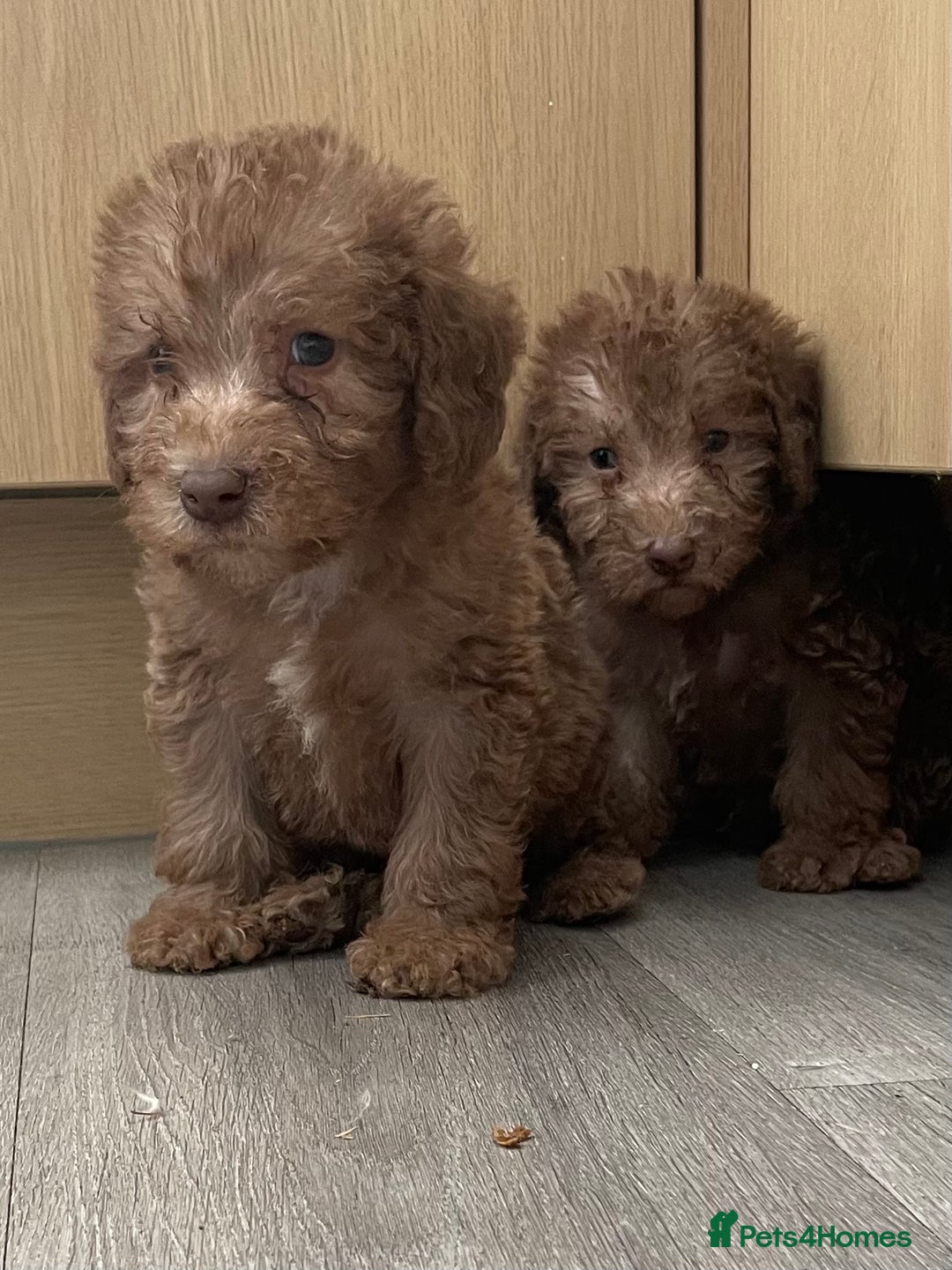 Bedlington Terrier dogs for sale: Bedlington terrier puppies  - Image 4