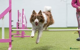 Border Collie dogs for stud: Fully health tested lilac duel KC/ISDS For stud  in Boston - Image 8