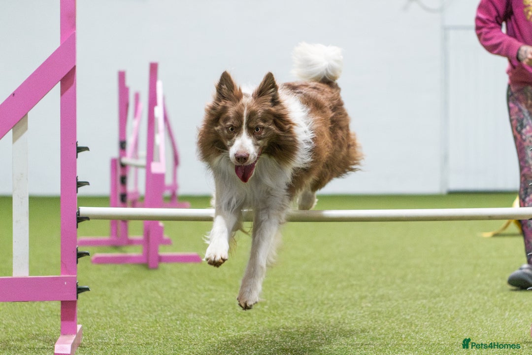Border Collie dogs for stud: Fully health tested lilac duel KC/ISDS For stud  in Boston - Image 8