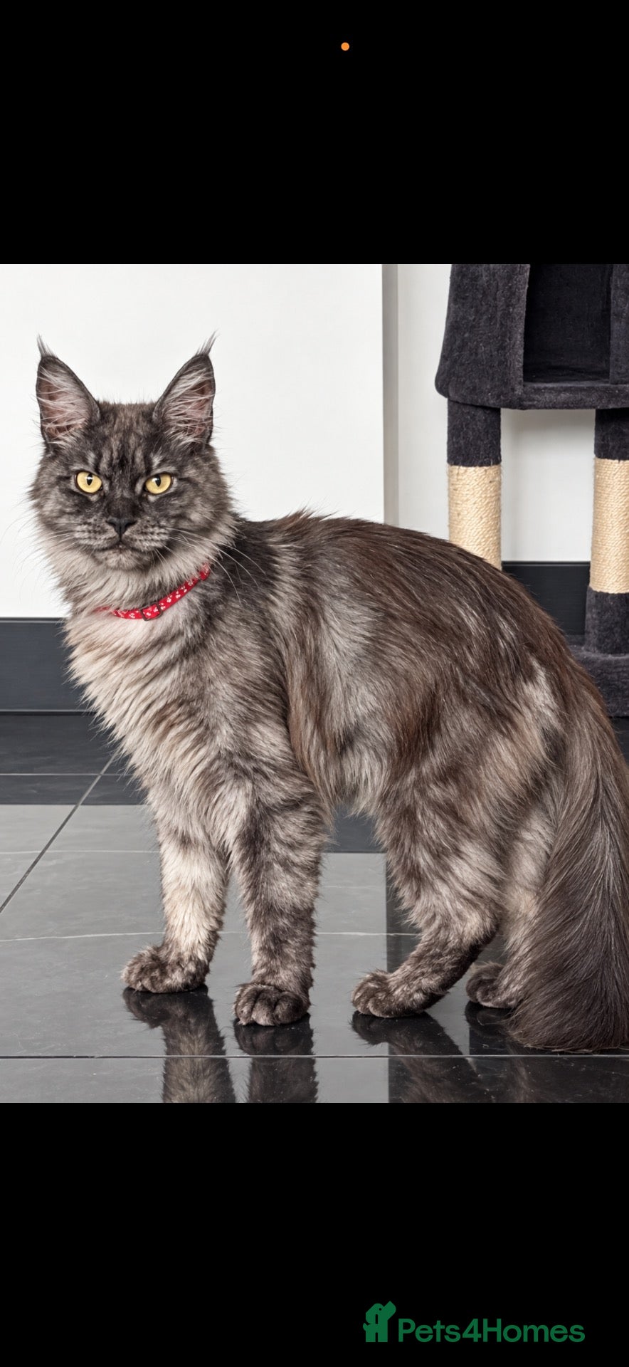 Maine Coon cats 2 beautiful mainecoon Russian line kittens  - Advert 1