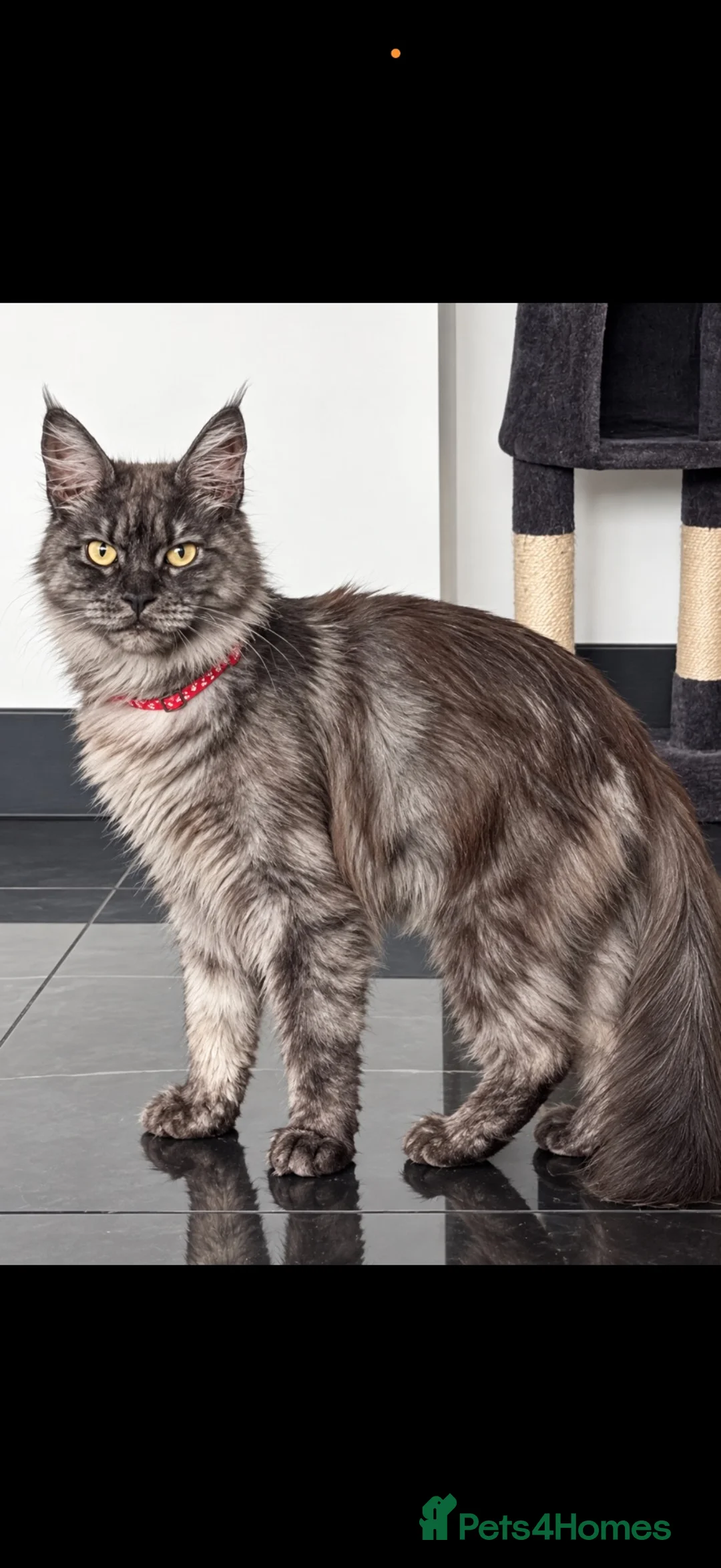 Maine Coon cats for sale: 2 beautiful mainecoon Russian line kittens  - Advert 1