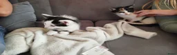 British Shorthair cats for sale: Kittens ready for their new family home  - Advert 7