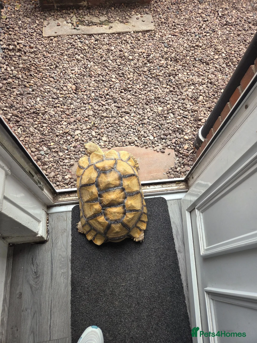 Turtle reptiles for sale: Huge tortoise for sale - Advert 3