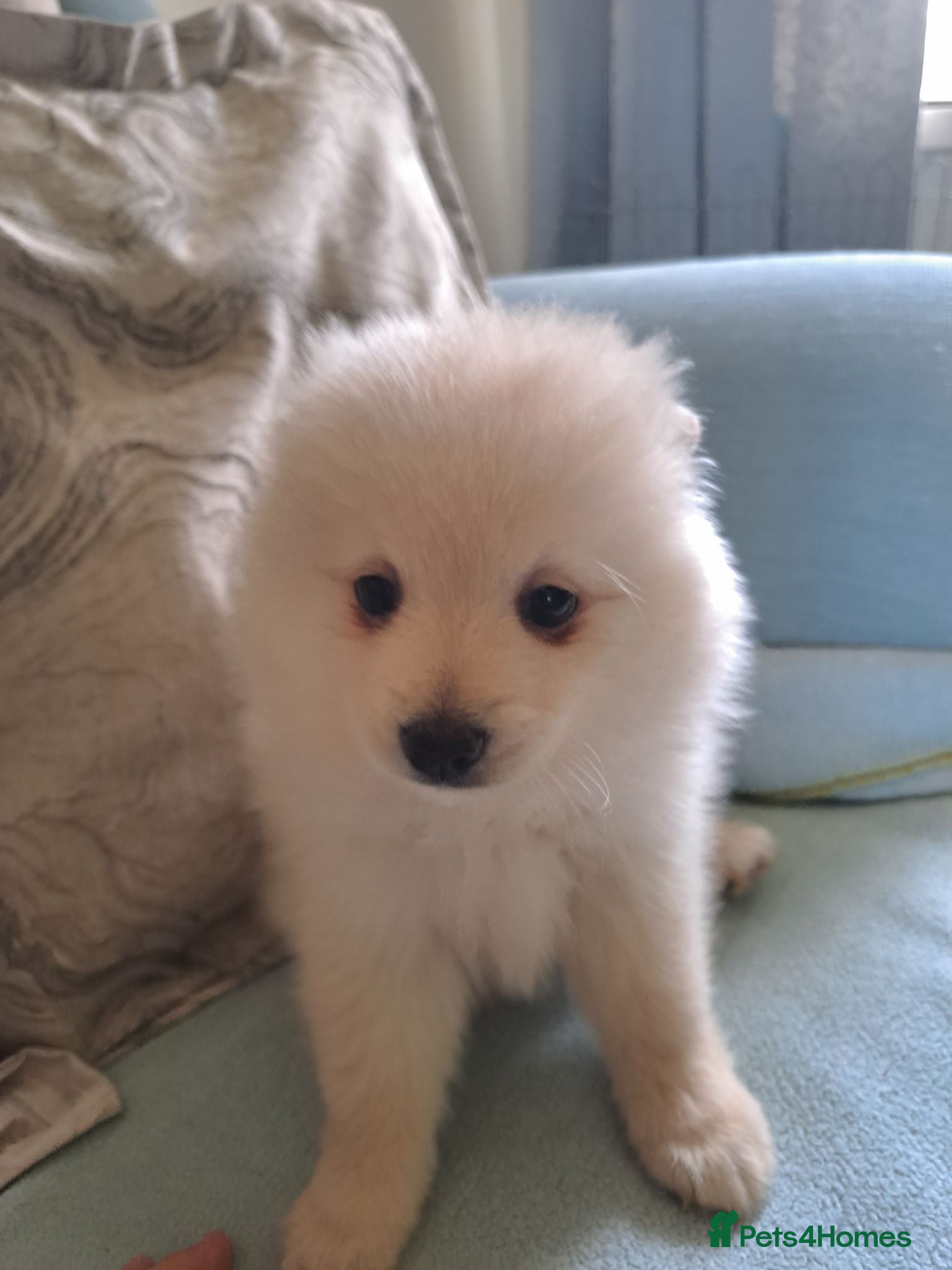 Pomeranian dogs Stunning pomeranian £700 - Advert 15