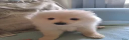 Pomeranian dogs for sale: Stunning pomeranian - Advert 10