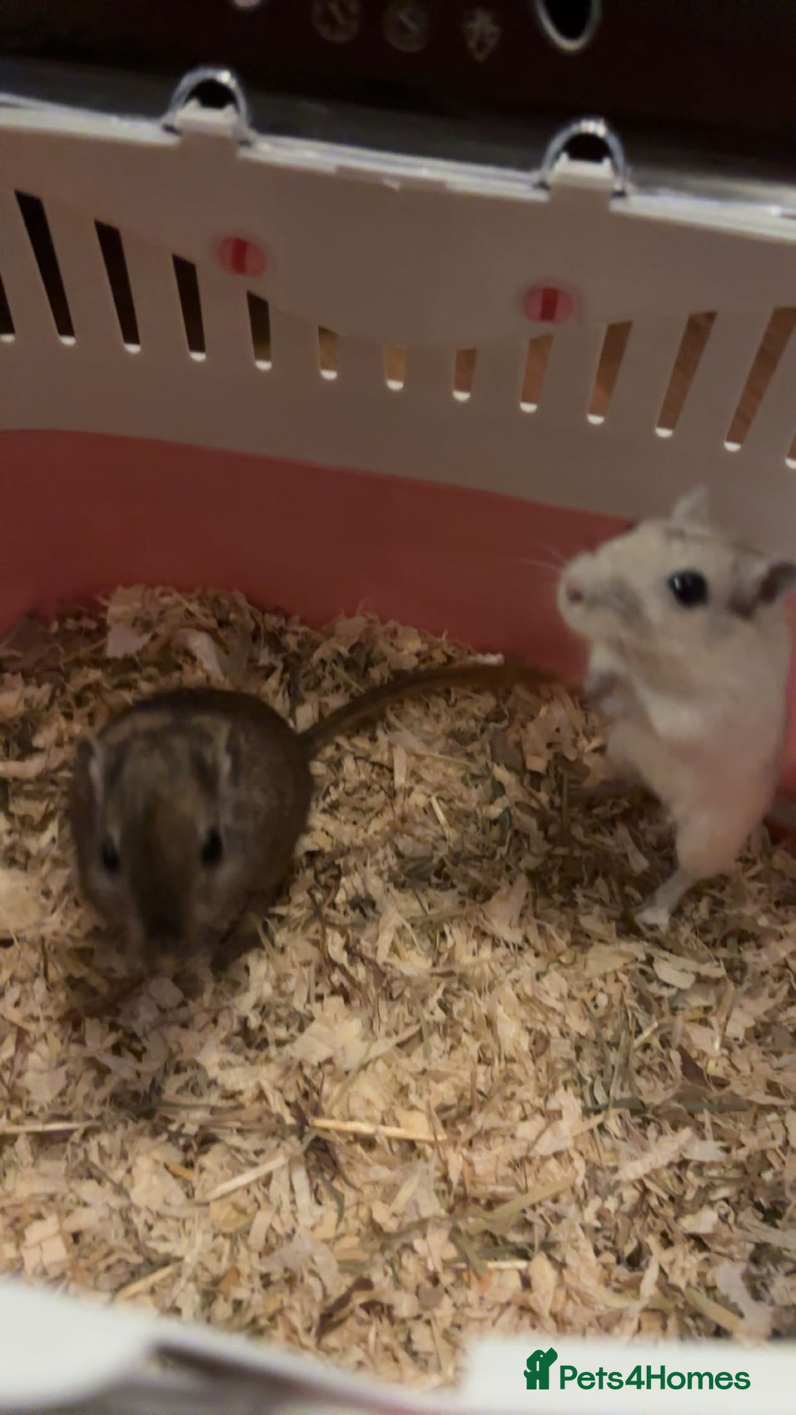 Gerbil rodents Two female gerbils - Advert 18