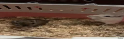 Gerbil rodents for sale: Two female gerbils in Nottingham - Advert 1