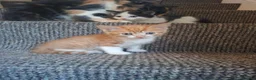 Mixed Breed cats for sale: Kitten  - Advert 5