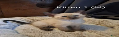 Kitten 1