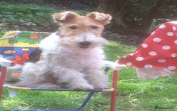 Fox Terrier dogs for sale: Wire Haired Fox Terrier Puppies - Image 4