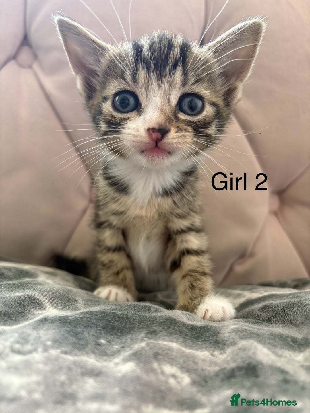Mixed Breed cats for sale: 6 kittens not ready till 14th August  - Image 11