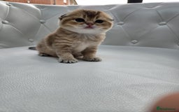 Scottish Fold cats for sale: Golden Scottish fold kittens - Image 4