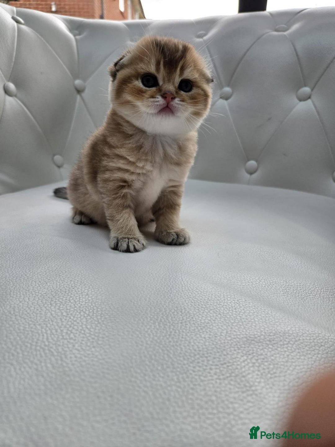 Scottish Fold cats for sale: Golden Scottish fold kittens - Image 4