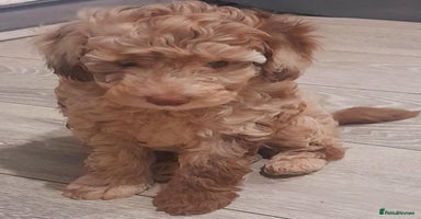 Cockapoo dogs - Advert 4