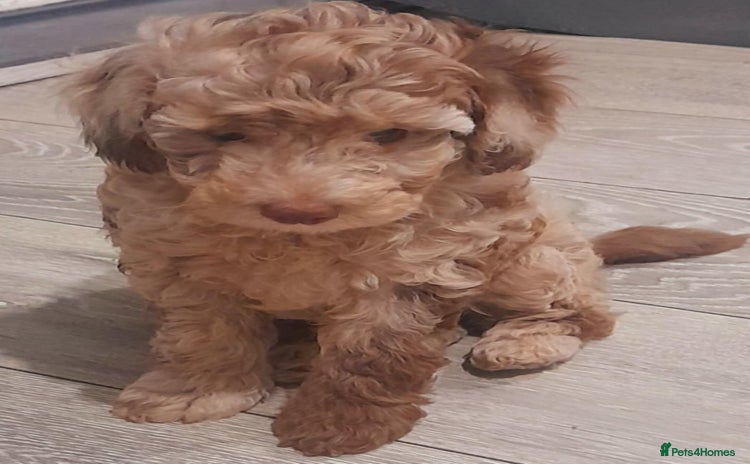 Cockapoo dogs - Advert 14