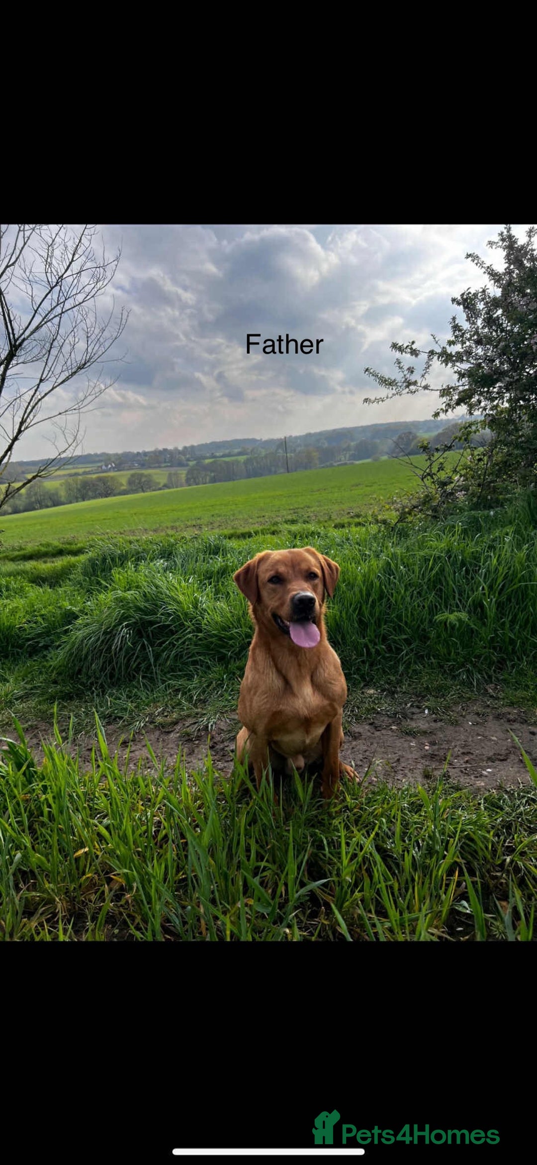 Labrador Retriever dogs for sale: Kc registered labradors for sale - Advert 9