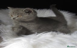 British Shorthair cats for sale: GCCF CHAMPION SIRED BRITISH SHORTHAIR LAST GIRL - Image 4