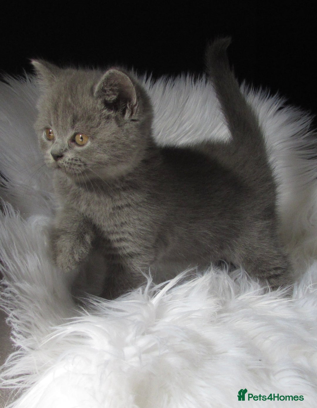 British Shorthair cats for sale: GCCF CHAMPION SIRED BRITISH SHORTHAIR LAST GIRL - Image 4