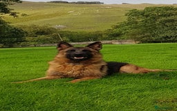 German Shepherd dogs for sale: Stunning blood line german shepherd puppy  - Image 16