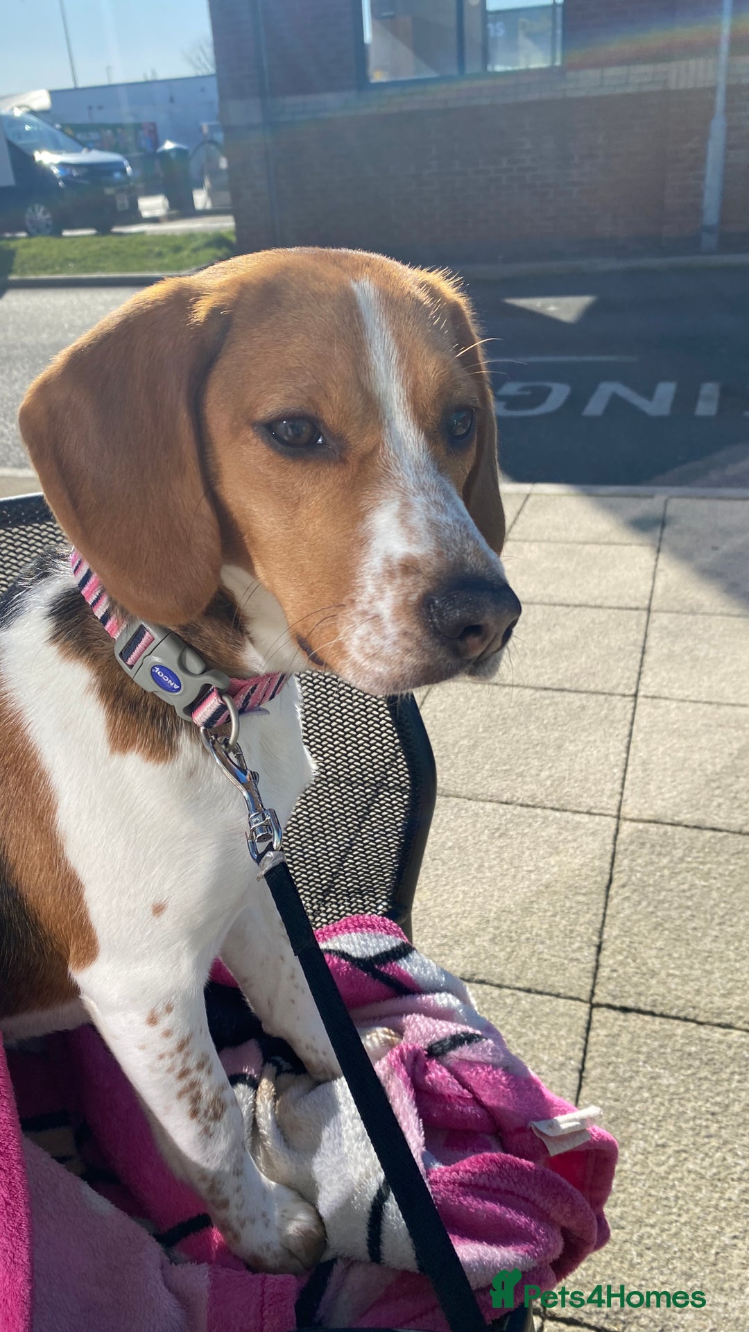 Beagle dogs for sale: Beautiful Beagle looking for a new home - Advert 7