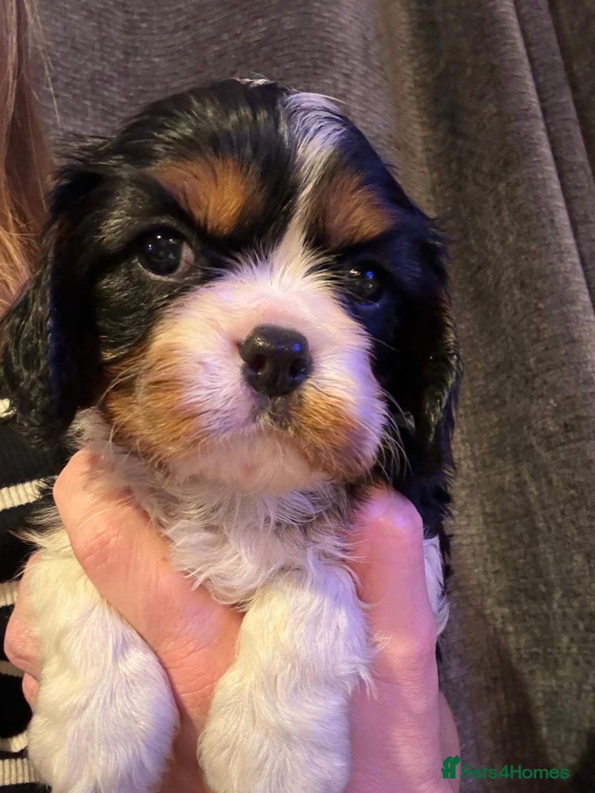 Cavalier King Charles Spaniel dogs for sale: One quality boy available to reserve   - Advert 2