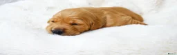 Golden Retriever dogs for sale: KC Golden Retriever from Health Tested Parents - Advert 10