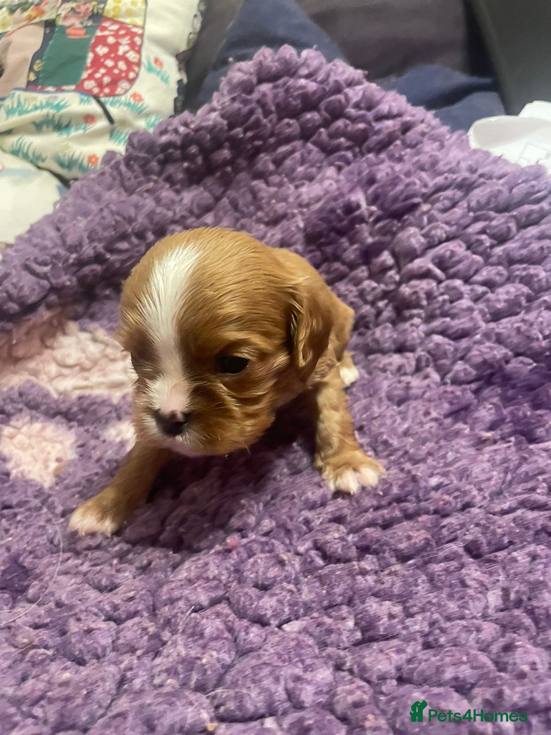 Cavalier King Charles Spaniel dogs for sale: Specialist Health Tested Cavalier King Charles  - Advert 34