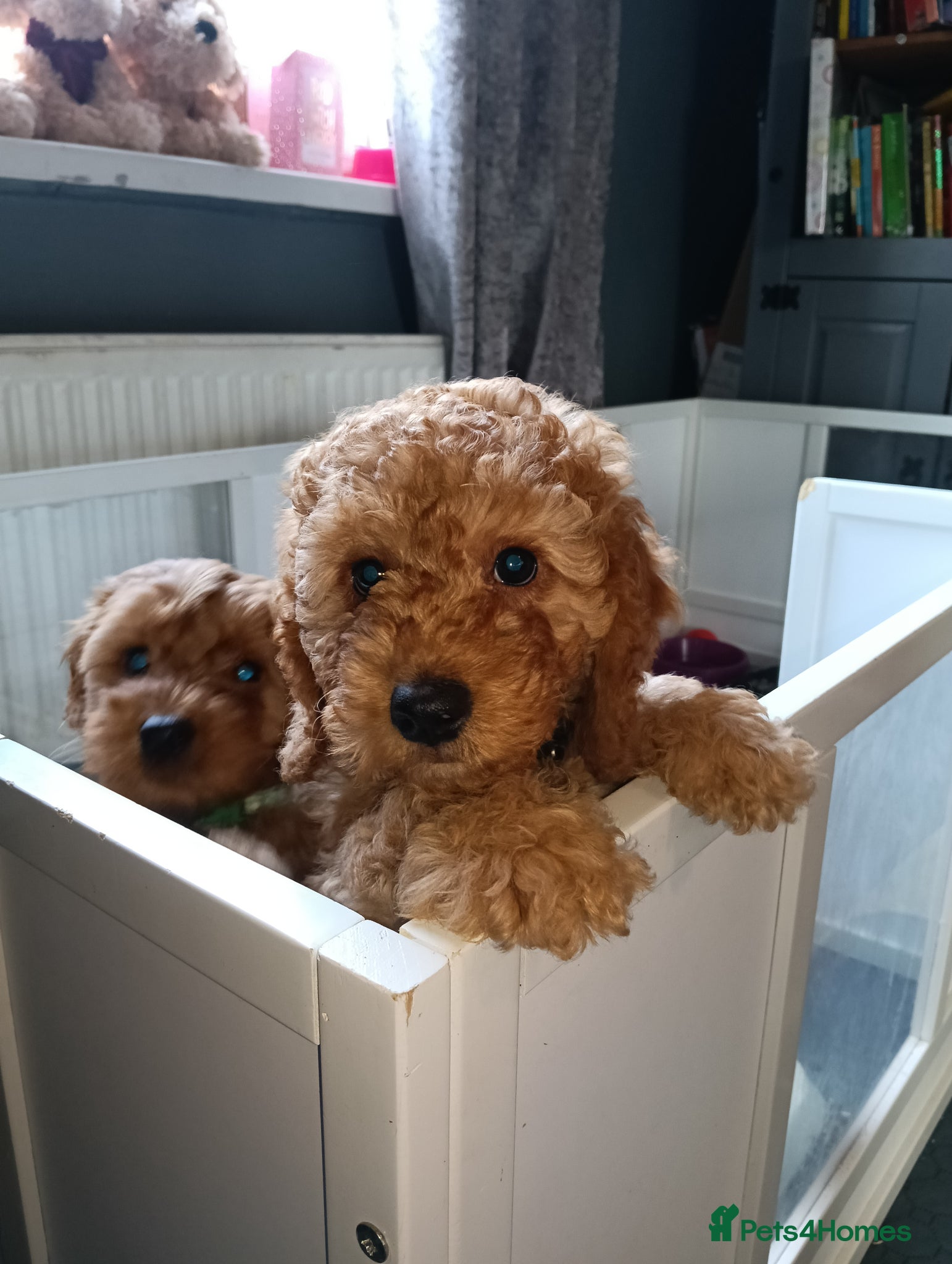 Cockapoo dogs Ready now- F1b Miniature Cockapoo Puppies –  - Advert 10