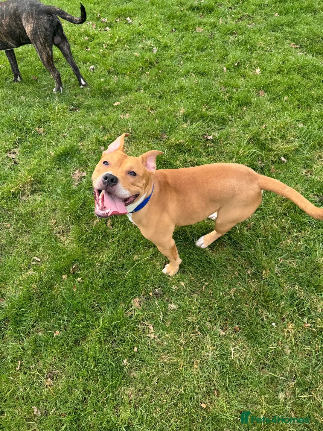 Mixed Breed dogs for sale: Simba | 11 months old staffy cross in Nottingham - Advert 2