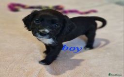 Sprocker dogs for sale: Sprocker puppies  - Image 4