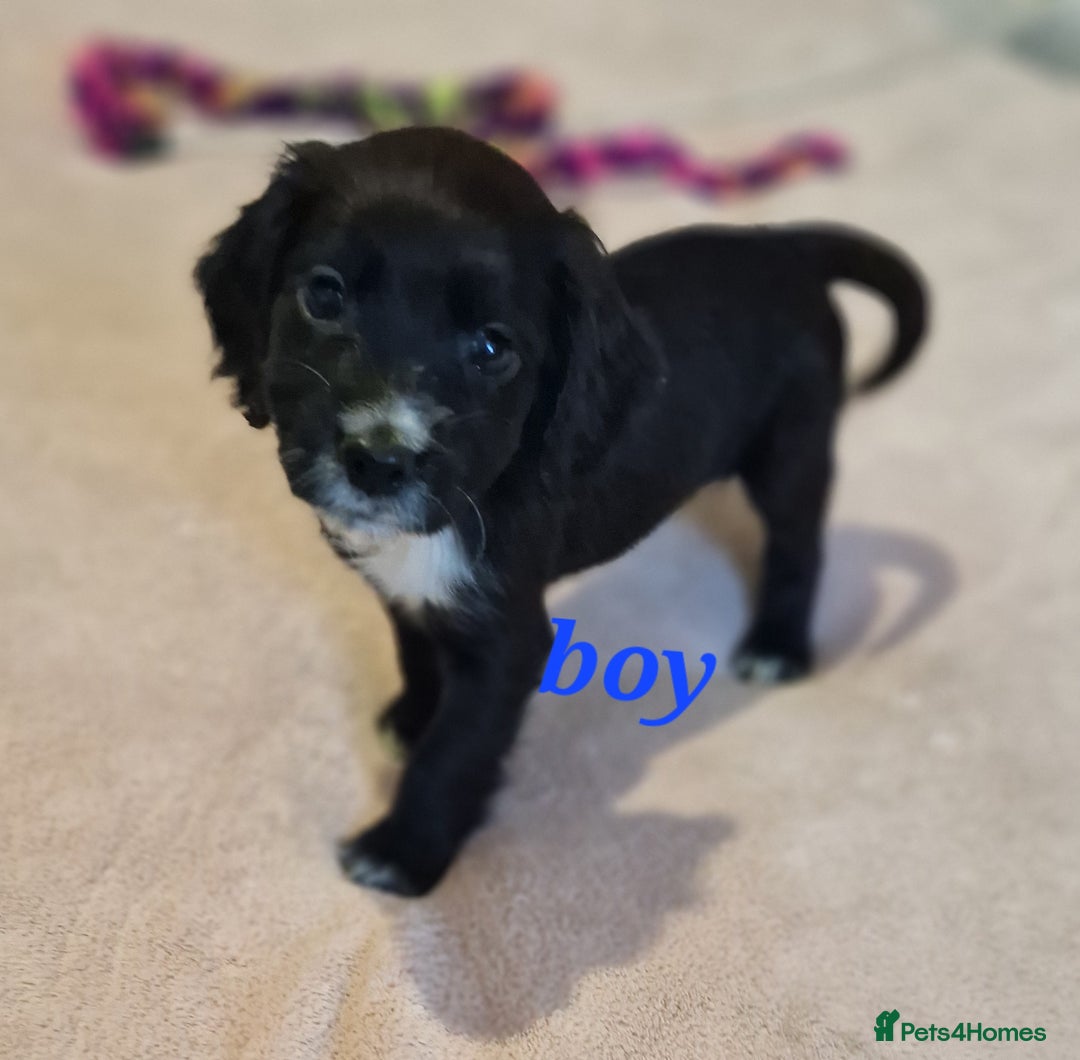 Sprocker dogs for sale: Sprocker puppies  - Image 4