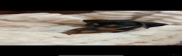 Jackshund dogs for sale: Jackshund Puppies 🐶 - Advert 14