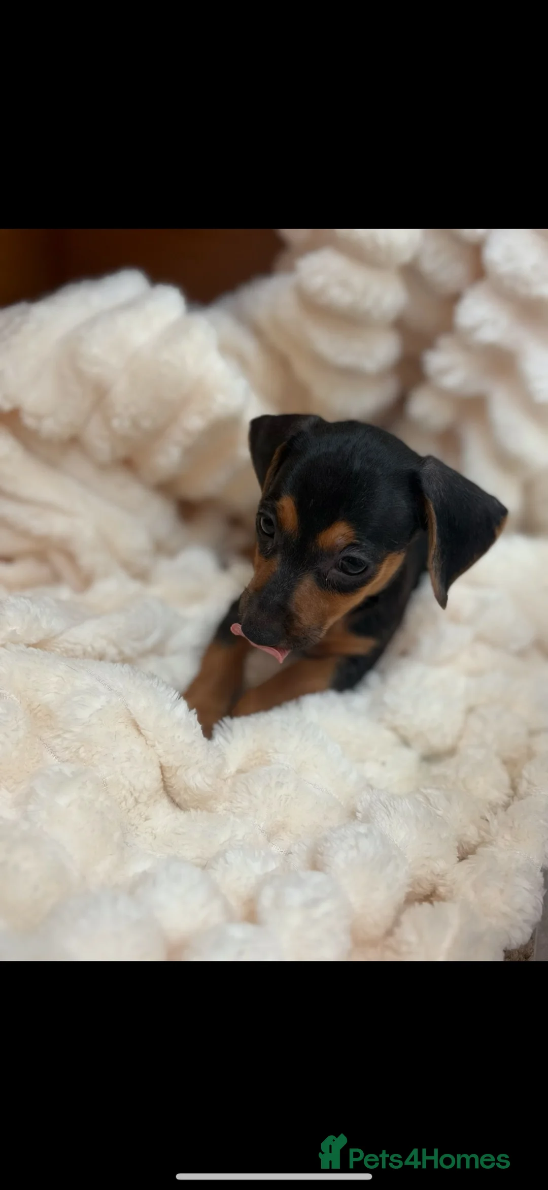 Jackshund dogs for sale: Jackshund Puppies 🐶 - Advert 14