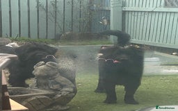 Mixed Breed dogs for sale: 2 6 month old pups for sale  - Image 5