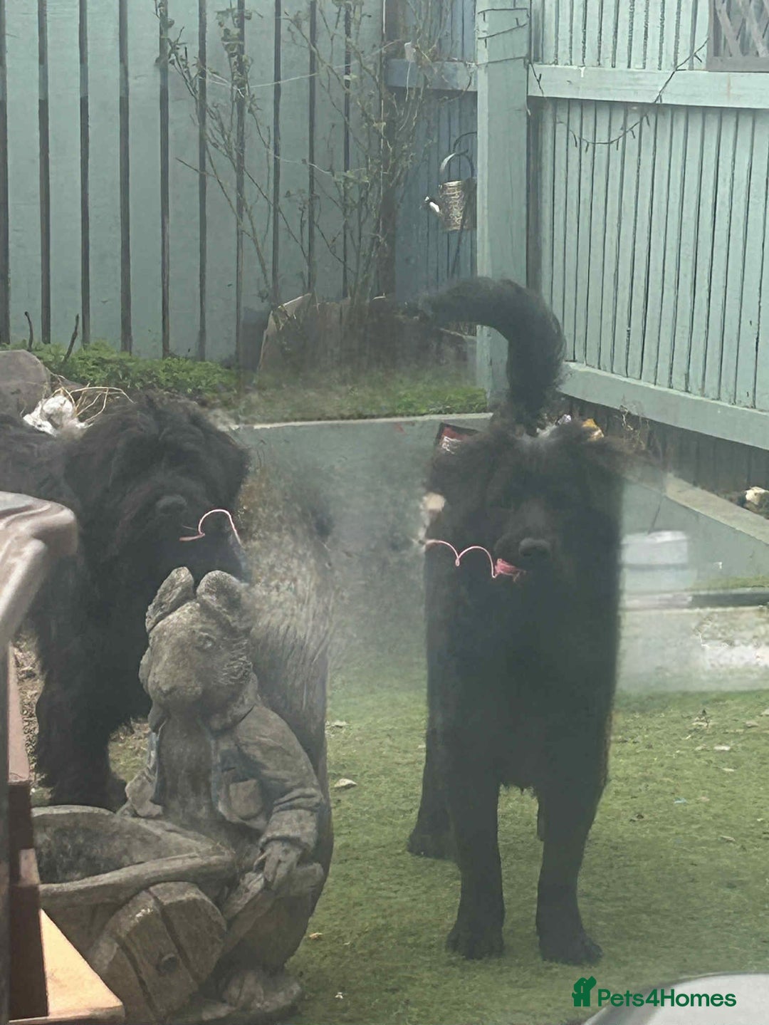 Mixed Breed dogs for sale: 2 6 month old pups for sale  - Image 5