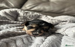 Mixed Breed dogs for sale: Maltipoo X Puppies For Sale 🐶🐾 - Image 6